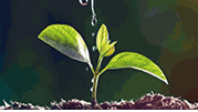 草地贪夜蛾防控新方法：植保无人机撒施颗粒剂农药